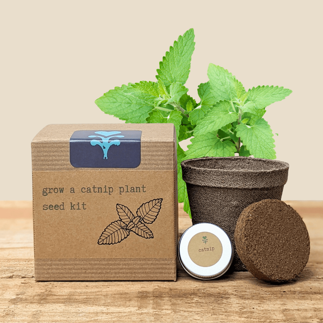 Catnip Beginner Grow Kit - Plantflix