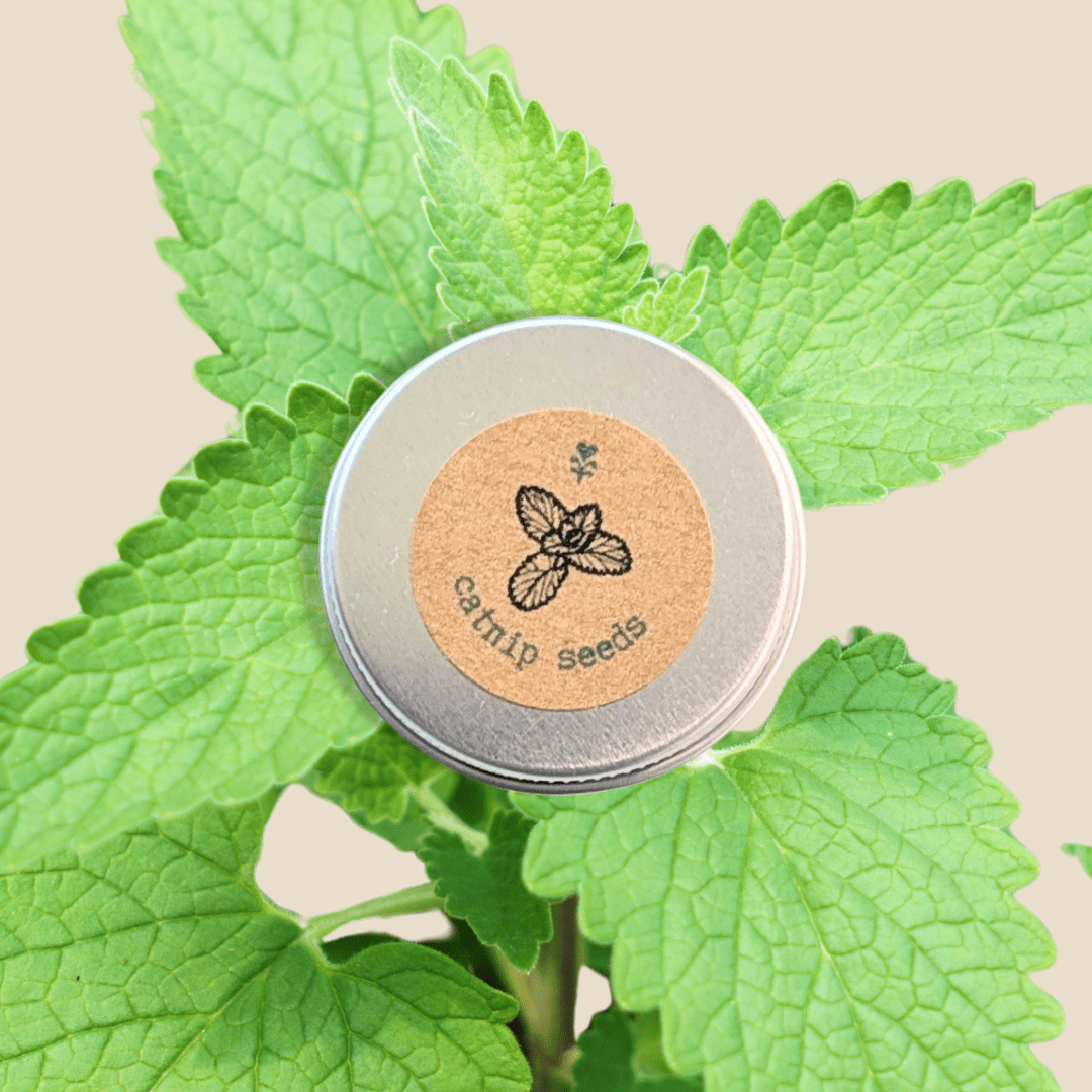 Catnip Seeds - Plantflix