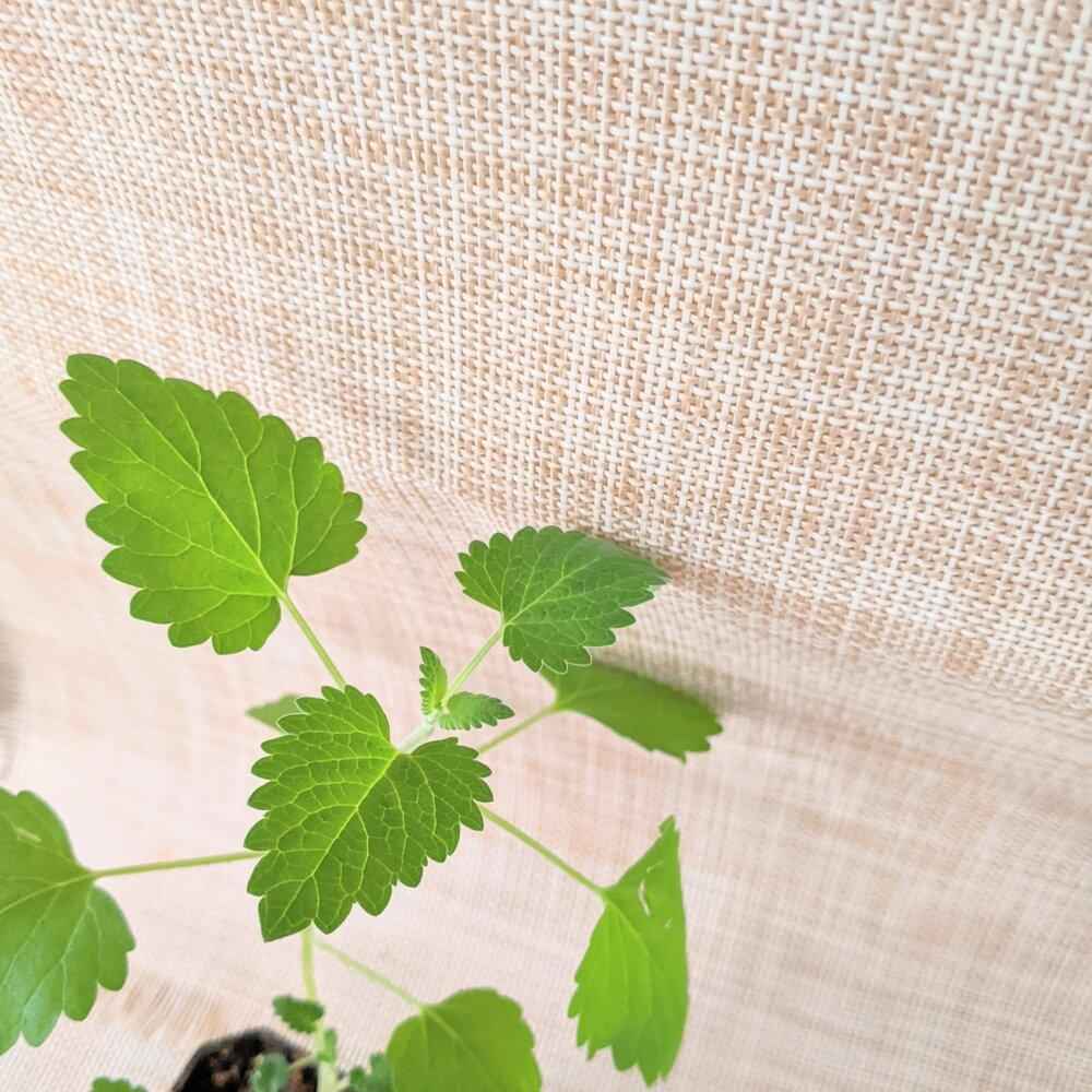 catnip plant seeds Catnip Seeds – Plantflix
