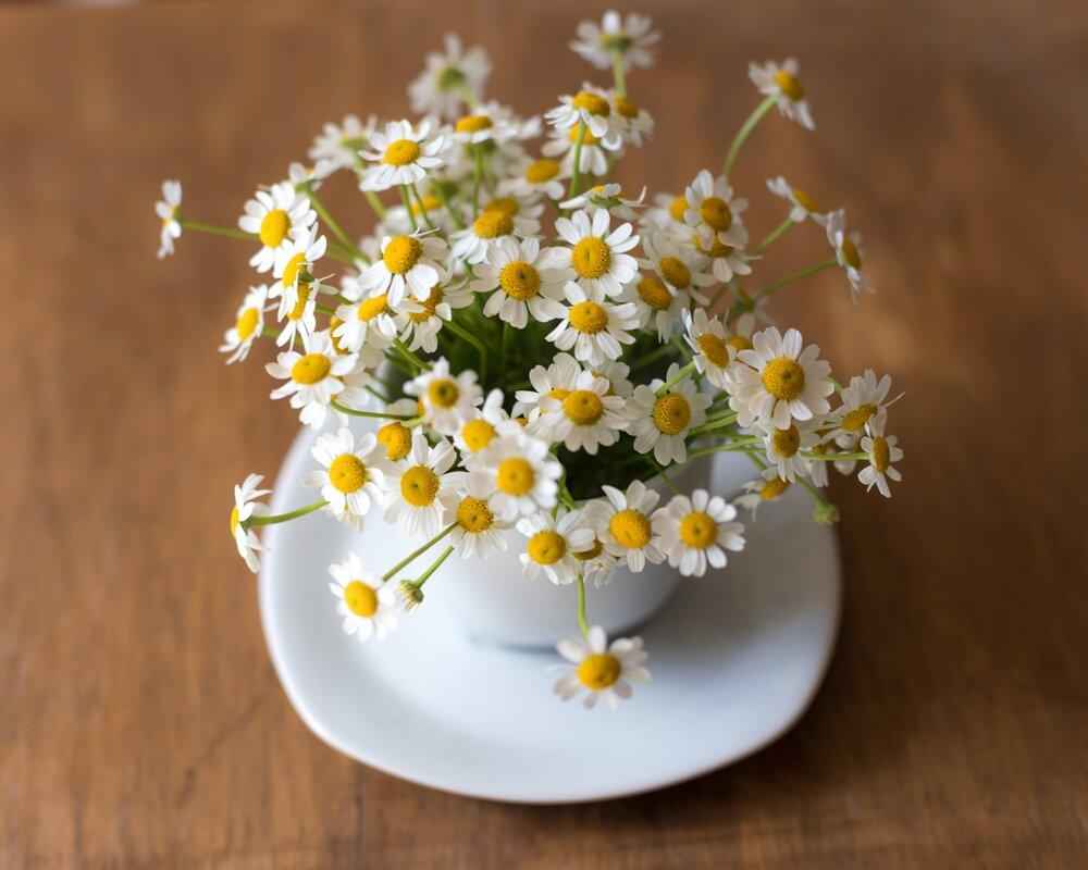 chamomile seeds from flower Chamomile Seeds