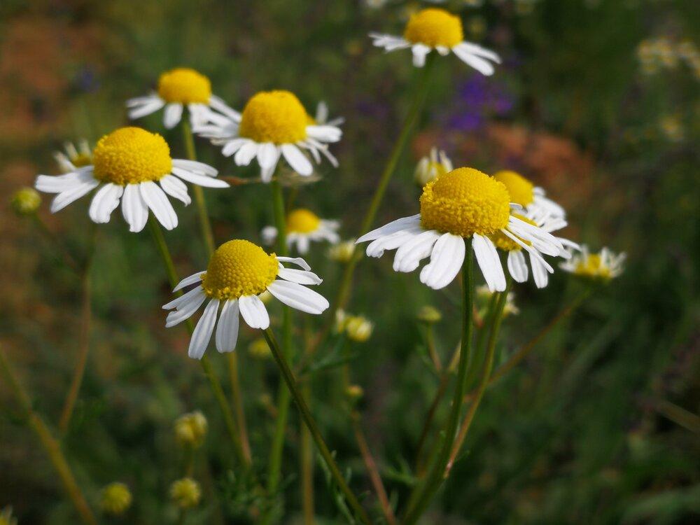 Chamomile Seeds - Plantflix