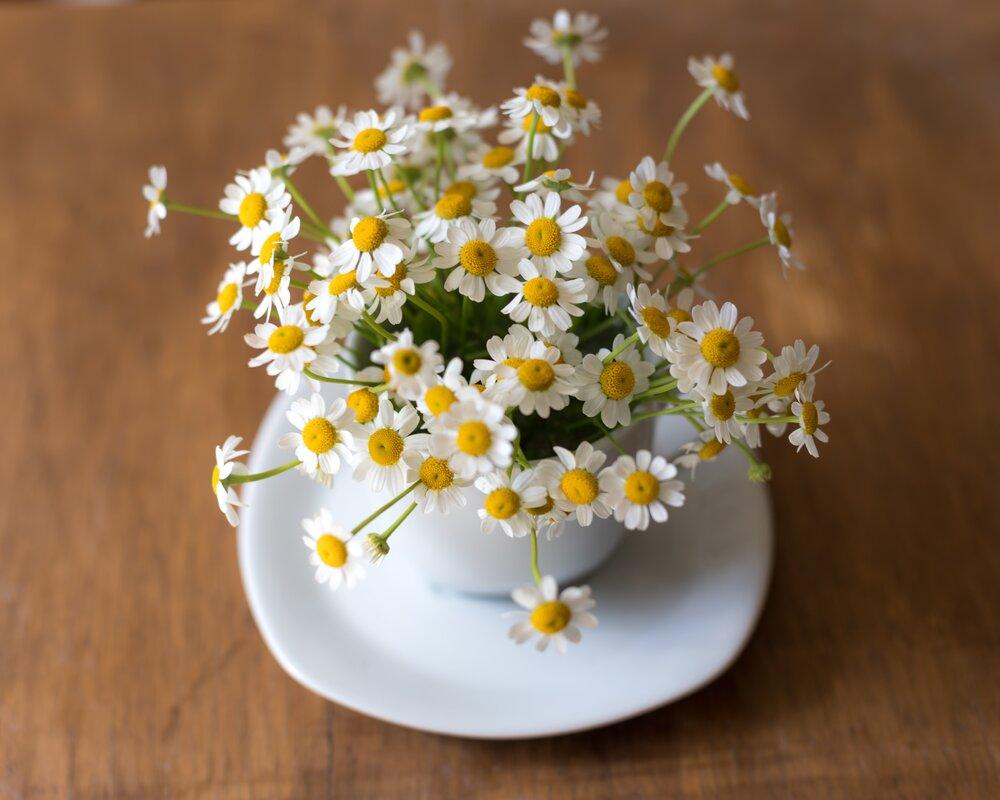 Chamomile Seeds - Plantflix