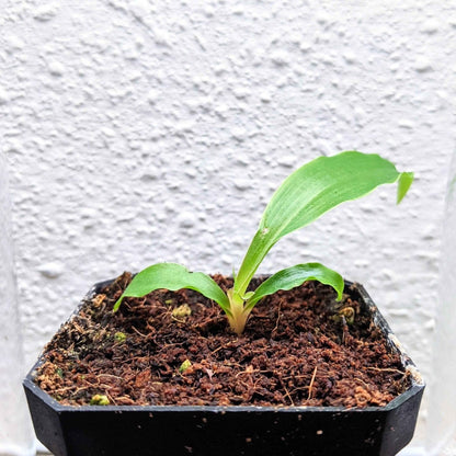 Chlorophytum Amaniense &