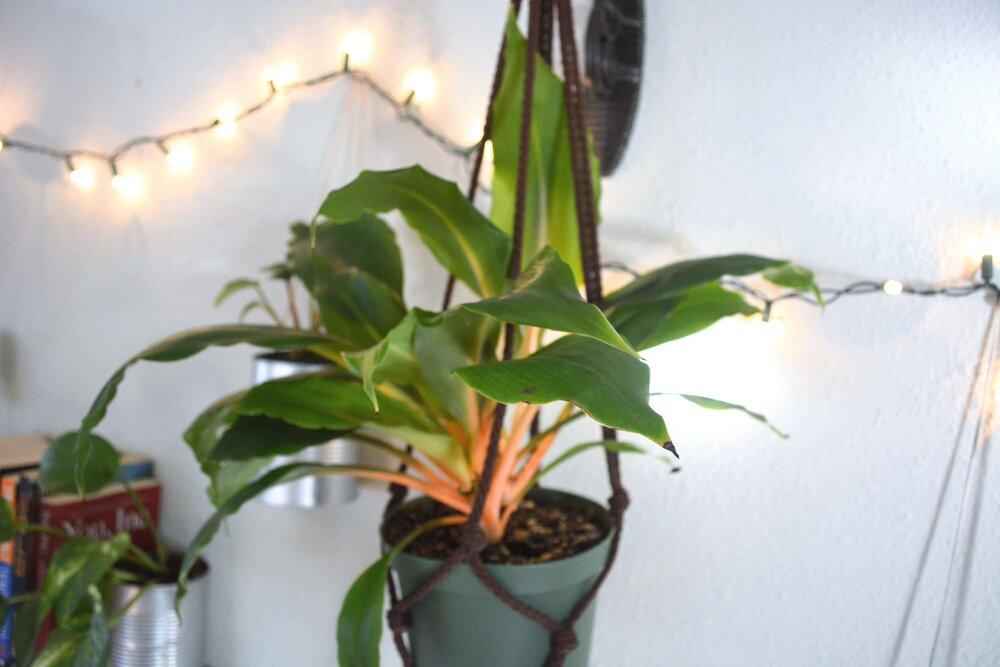 chlorophytum fire flash care Chlorophytum Amaniense 'Fire Flash' Seeds