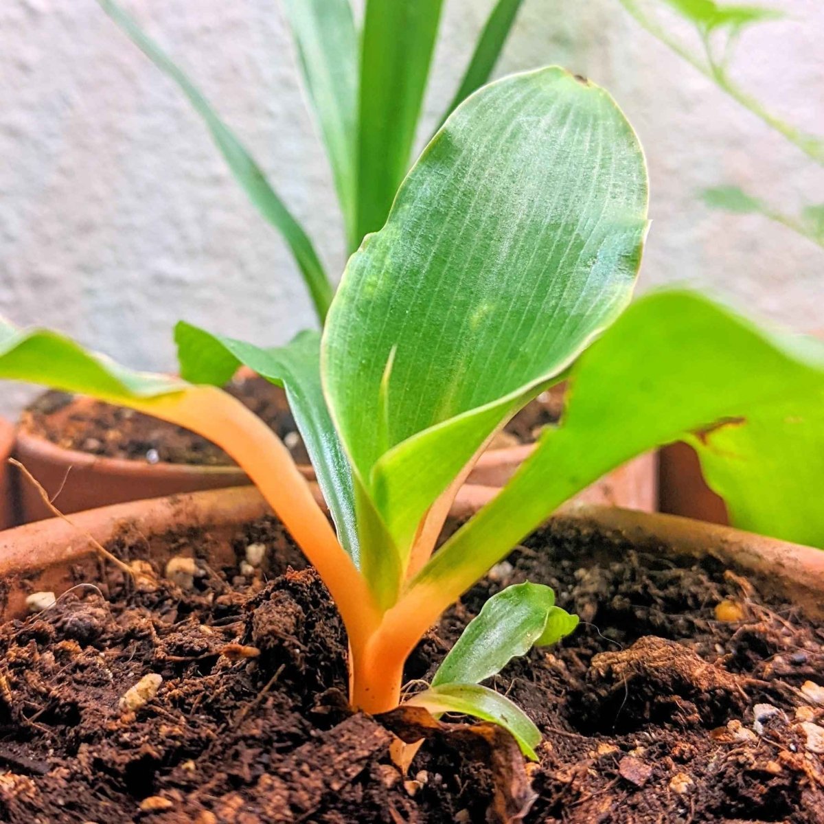 Chlorophytum Amaniense 'Fire Flash' Seeds – Plantflix