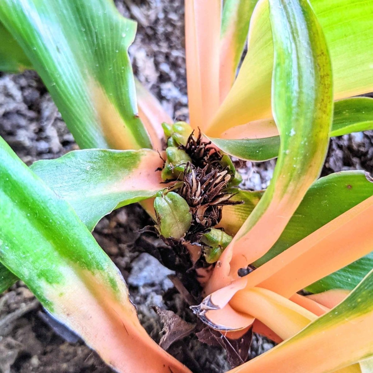chlorophytum amaniense cats Chlorophytum Amaniense 'Fire Flash' Seeds