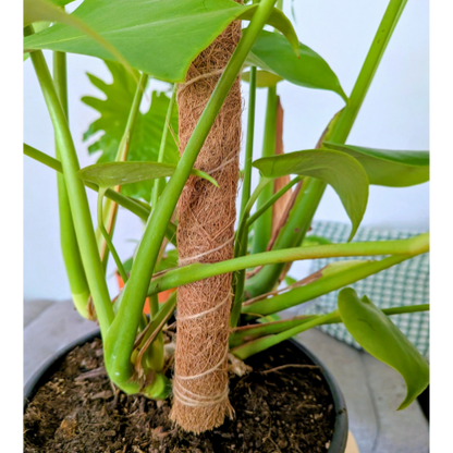 Coconut Coir Bendable Grow Pole 16" - We the Wild - Plantflix