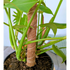 Coconut Coir Bendable Grow Pole 16" - We the Wild - Plantflix