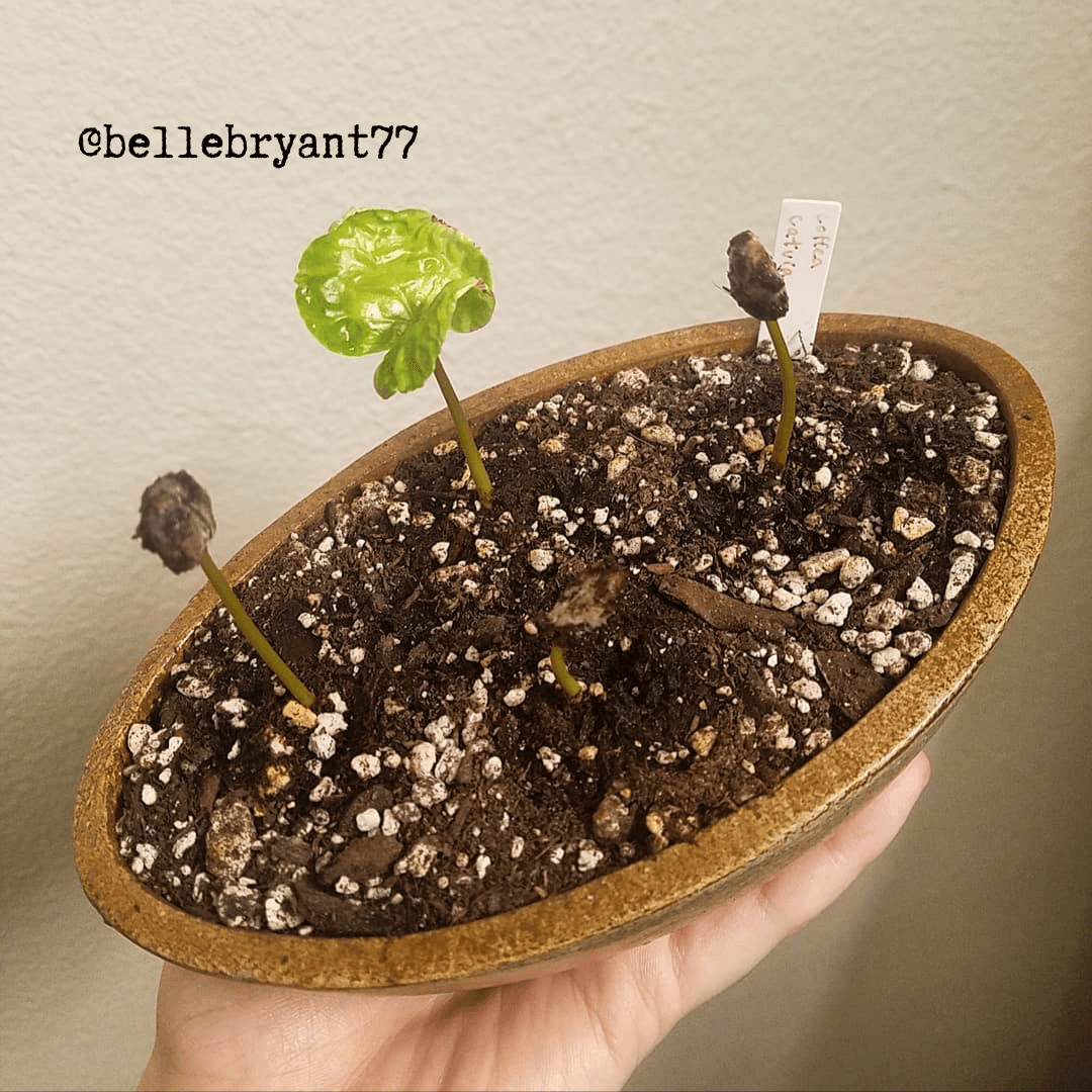 coffee seeds to plant Coffea 'Coffee Plant' Seeds Coffea Arabica 'Coffee Plant'