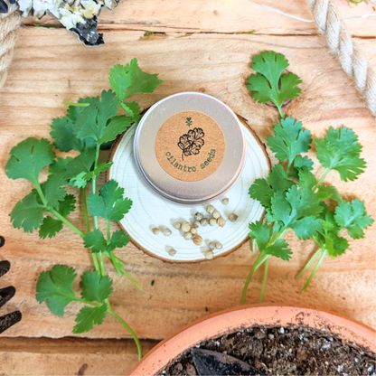 "Cooking Herbs" Seed Collection - Plantflix