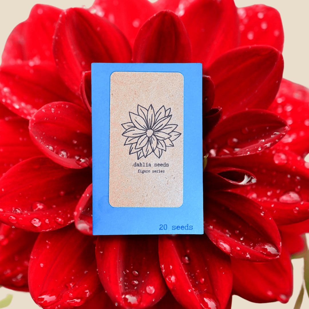 Dahlia Seeds - Plantflix