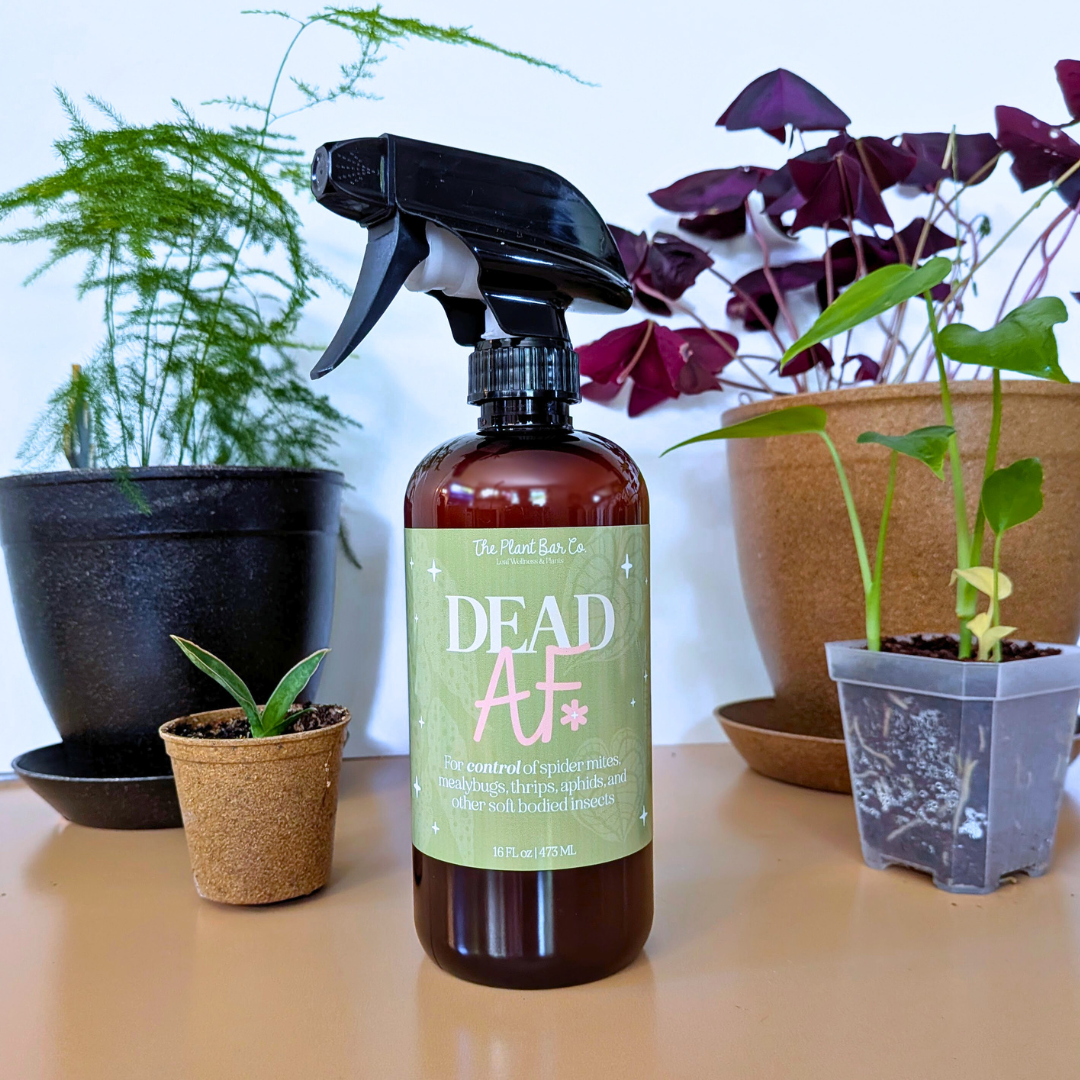 Dead AF Pest Control Spray - The Plant Bar - Plantflix