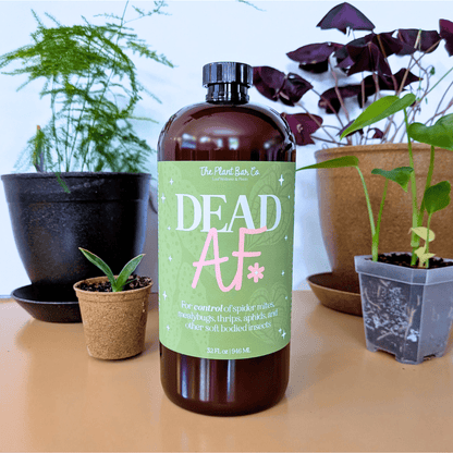 Dead AF Pest Control Spray - The Plant Bar - Plantflix