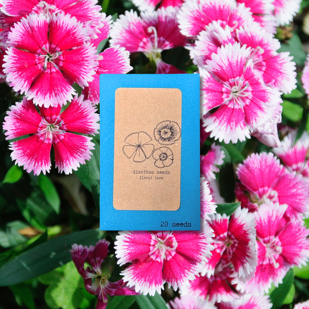 Dianthus Seeds - Plantflix