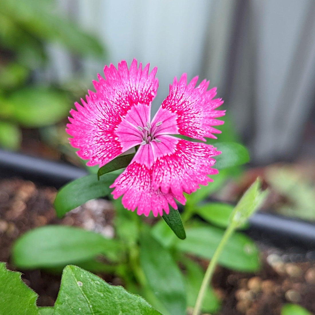 Dianthus Seeds - Plantflix