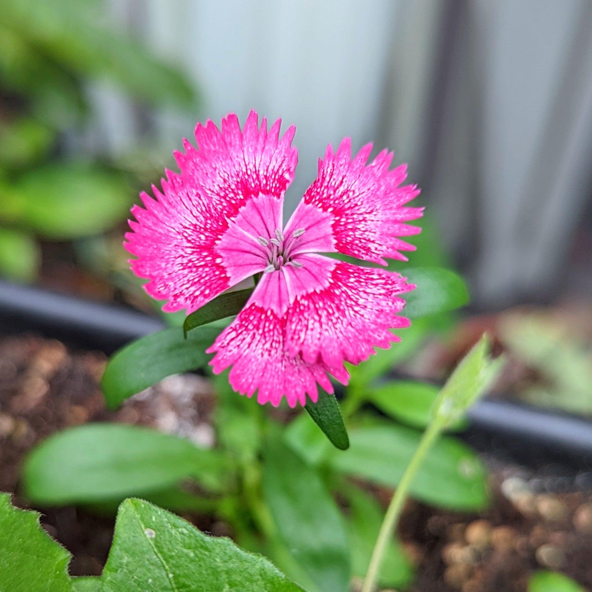 Dianthus Seeds - Plantflix