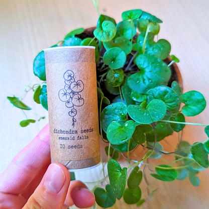 Dichondra Seeds - Plantflix
