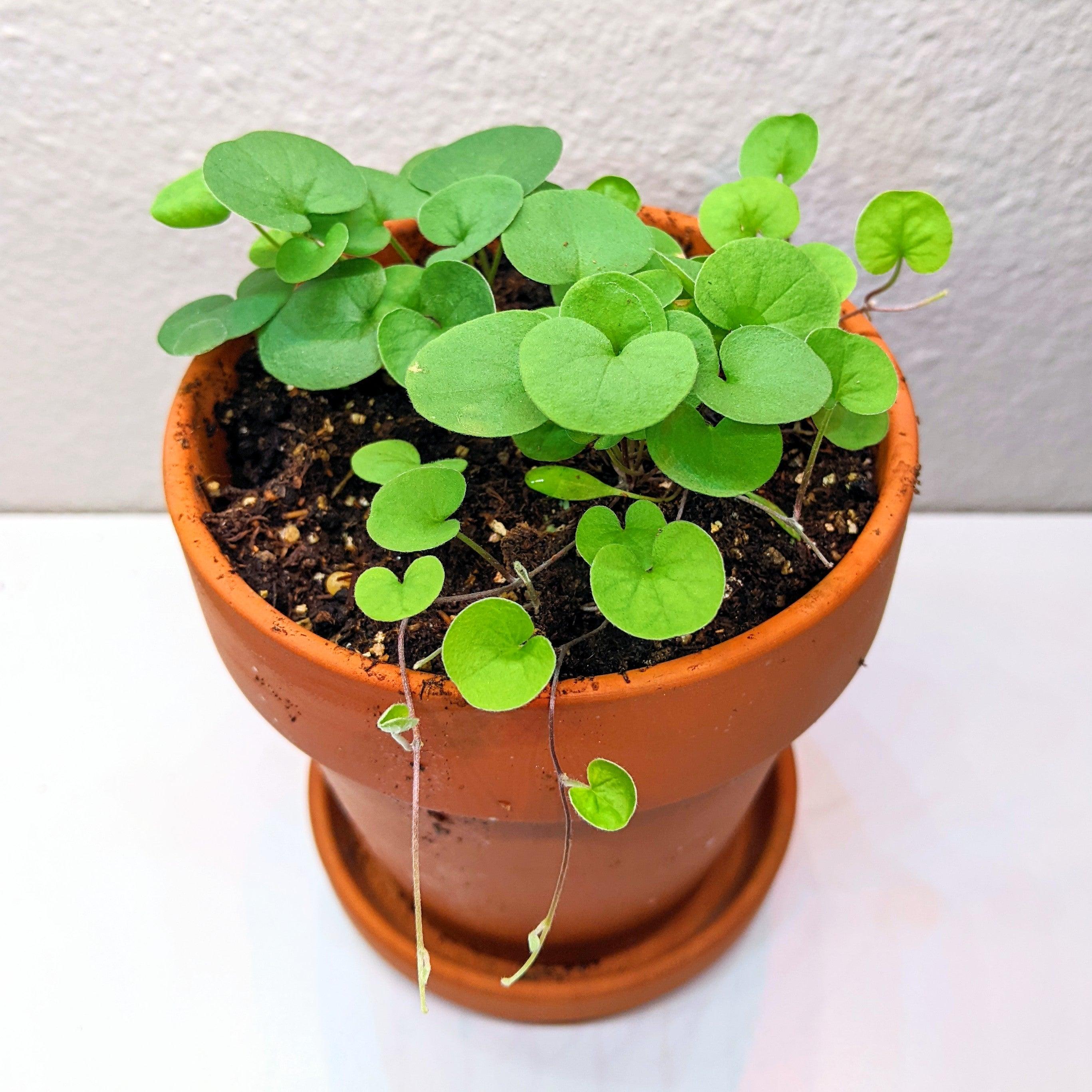 Dichondra Seeds - Plantflix