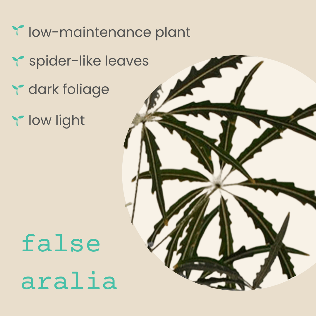 Dizygotheca elegantissima &