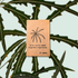Dizygotheca elegantissima &