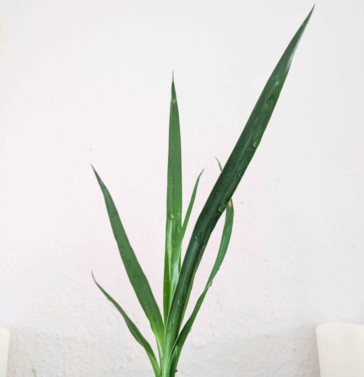 dracaena draco for sale san diego Dracaena Draco 'Dragon Tree' Seeds