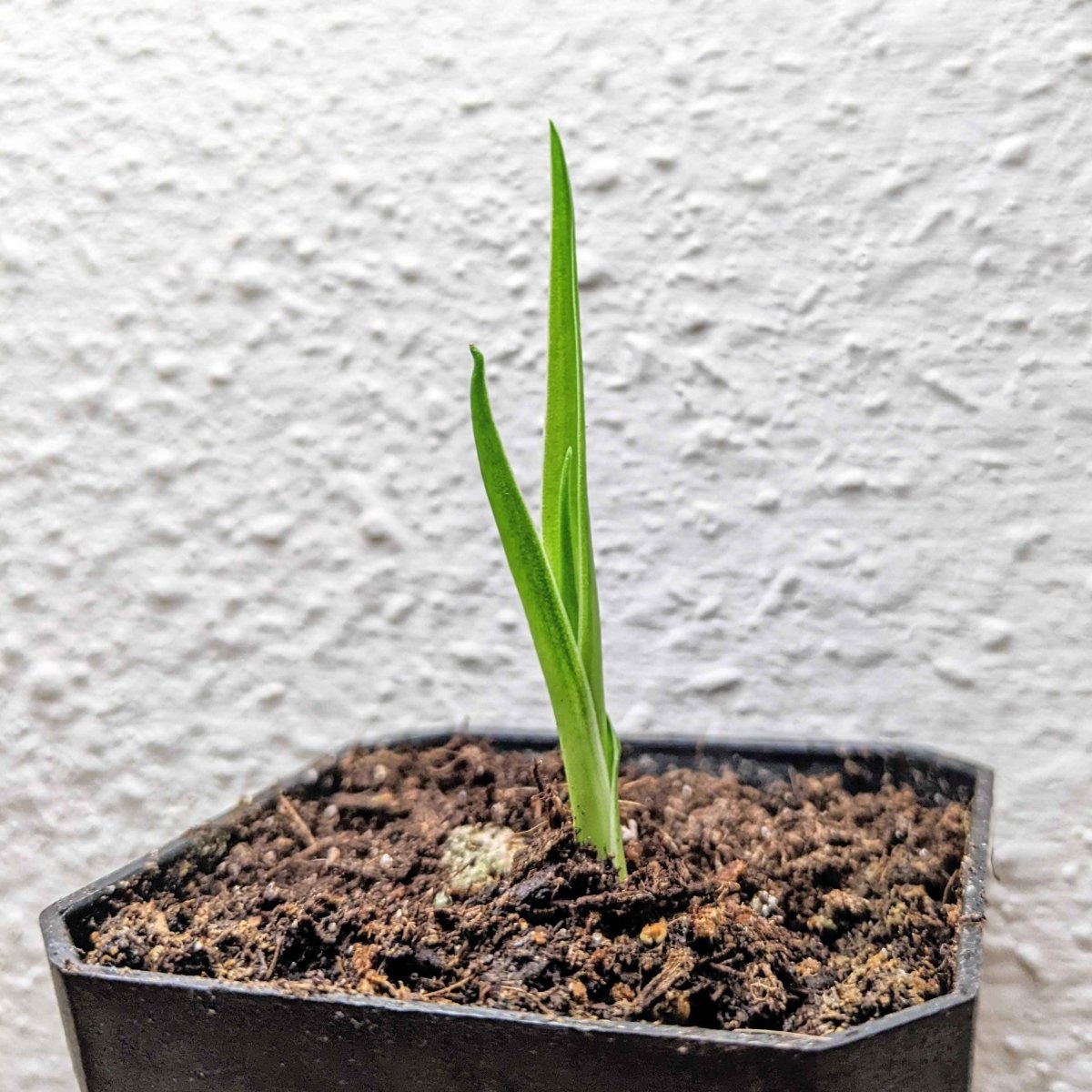 dracaena draco seedling Dracaena Draco 'Dragon Tree' Seeds