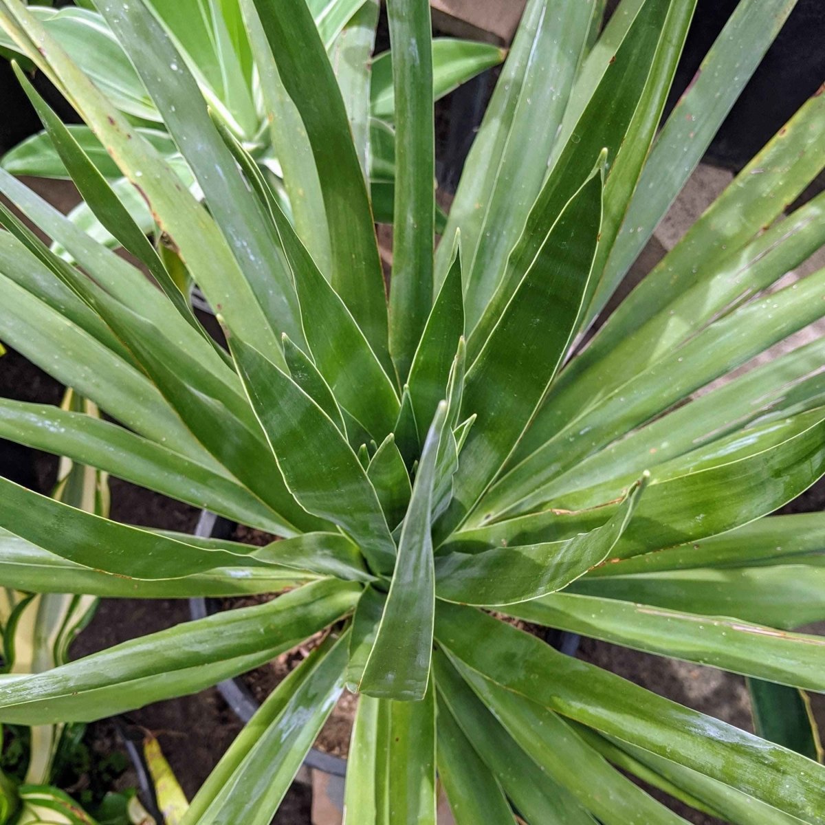 Dracaena Draco 'Dragon Tree' Seeds – Plantflix