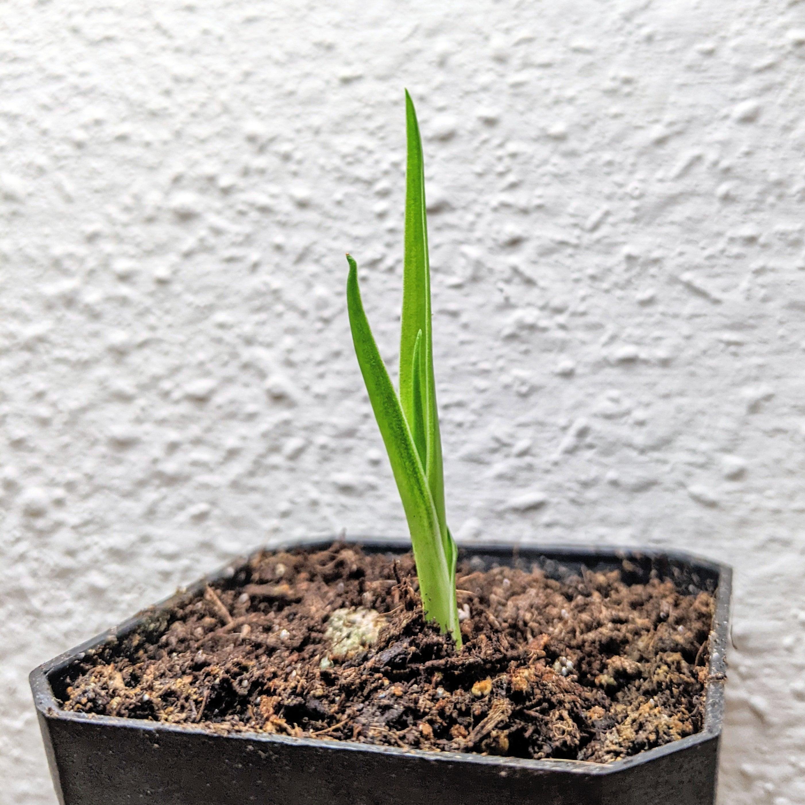 Dracaena Draco &