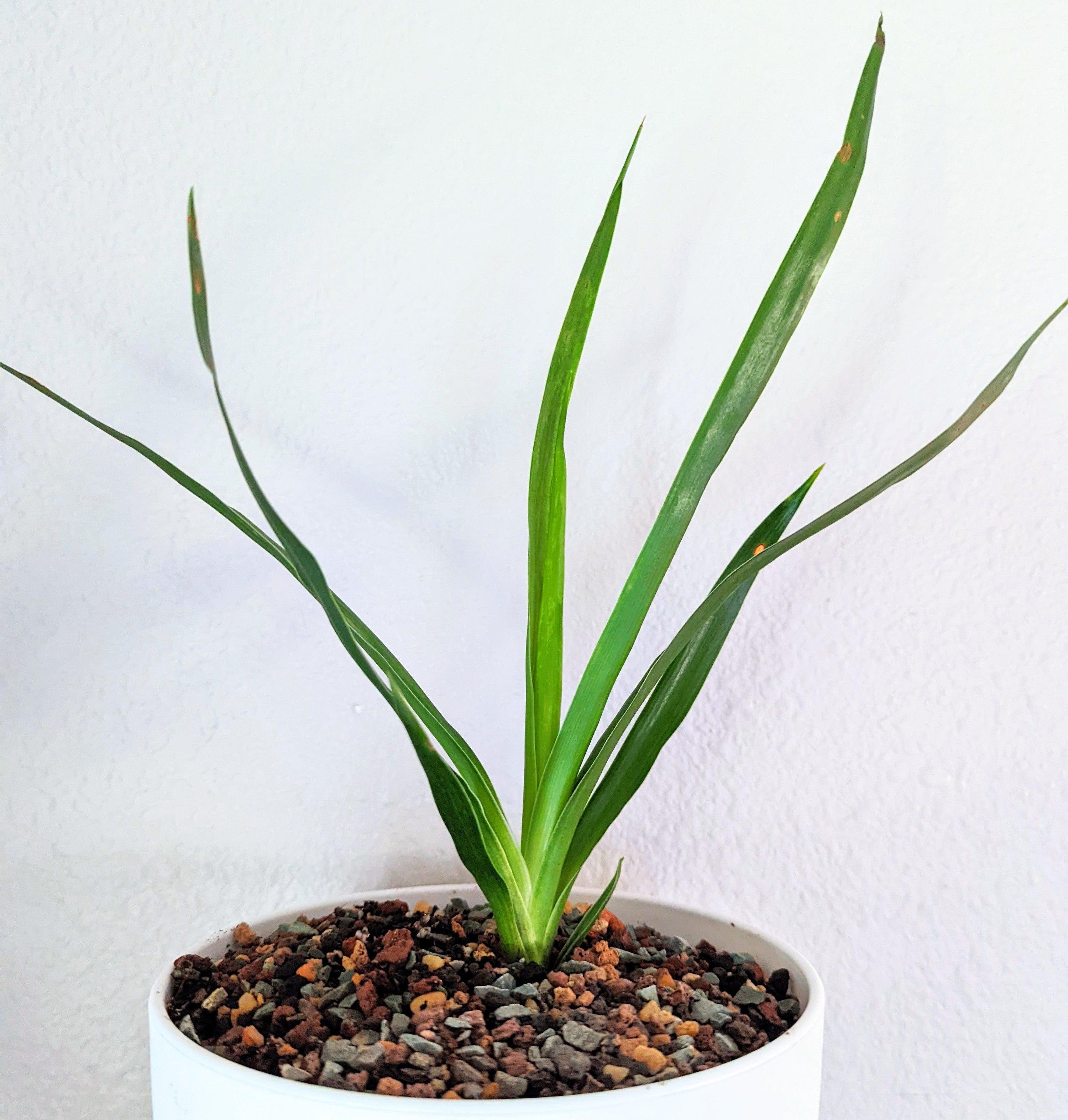 Dracaena Draco 'Dragon Tree' Seeds Plantflix