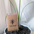 Dracaena Indivisa &