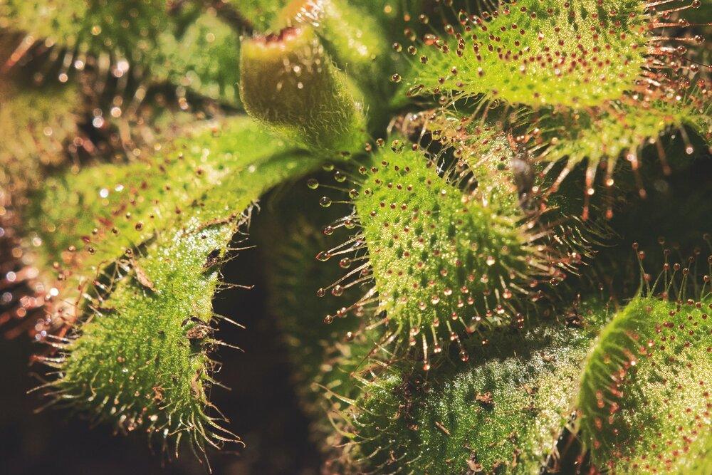 Drosera Admirabilis(Sundew) Seeds - Plantflix