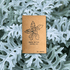 🎁 Dusty Miller Mix Seeds (100% off) - Plantflix