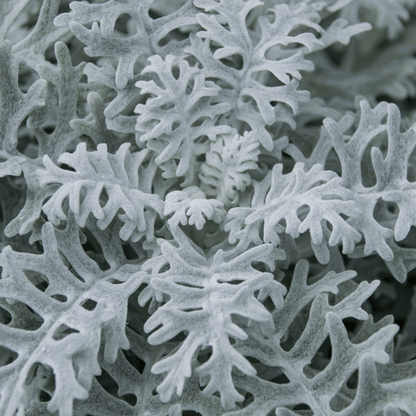 Dusty Miller Mix Seeds - Plantflix