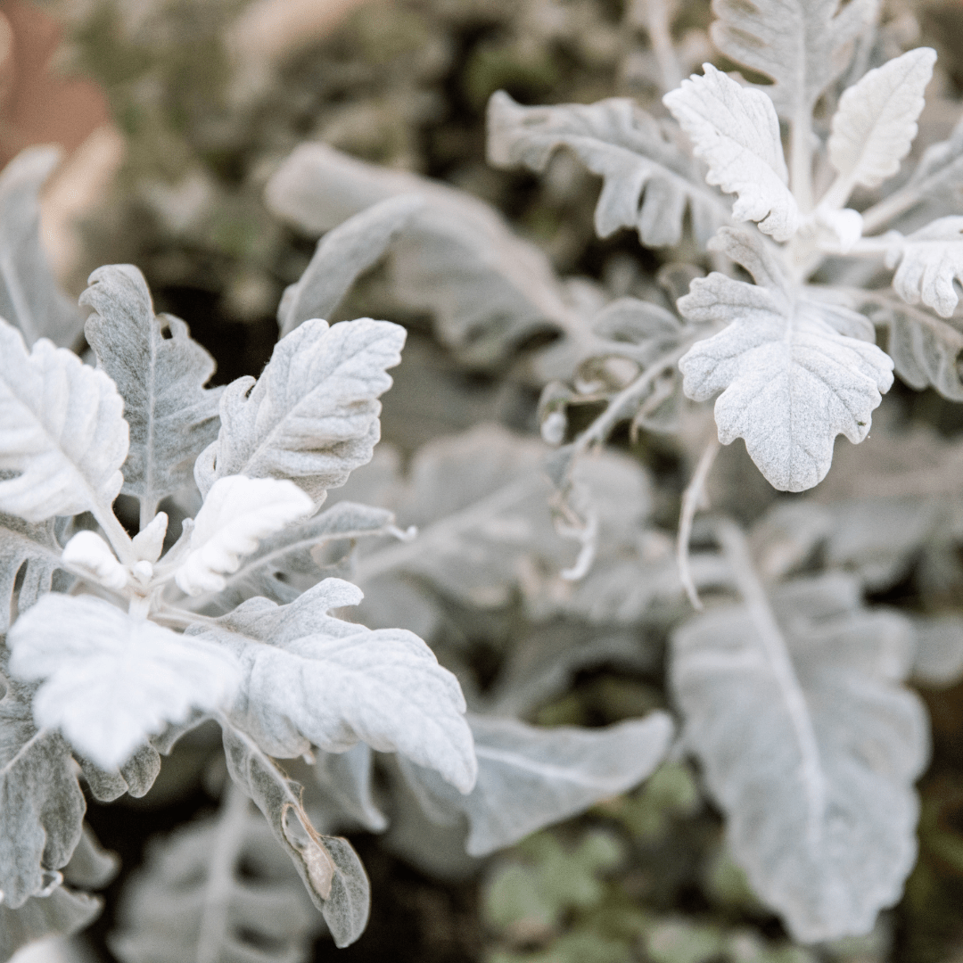 Dusty Miller Mix Seeds - Plantflix