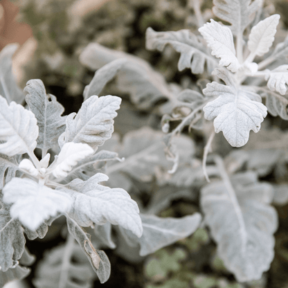 Dusty Miller Mix Seeds - Plantflix