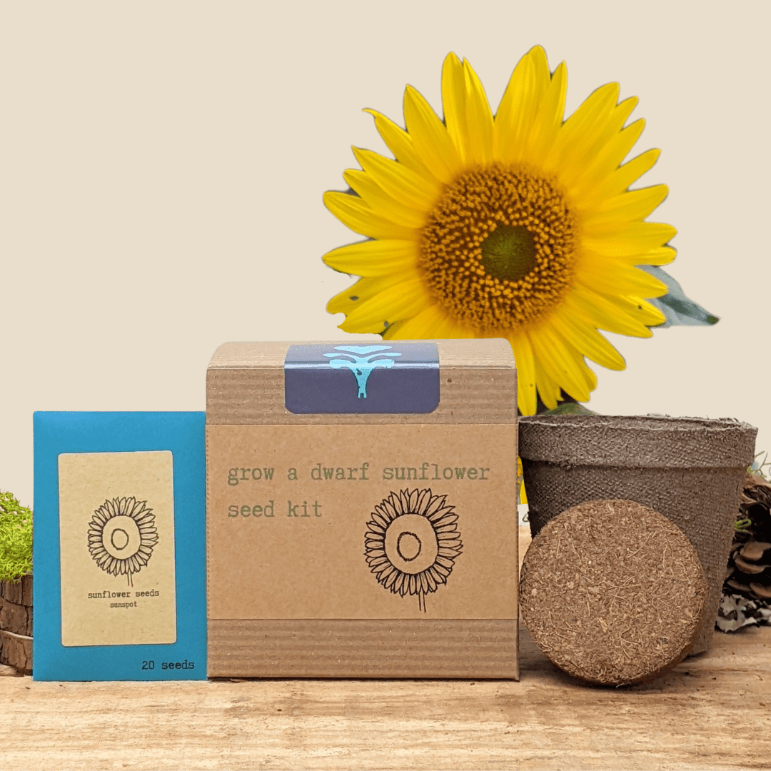 Dwarf Sunflower Beginner Grow Kit - Plantflix