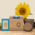 Dwarf Sunflower Beginner Grow Kit - Plantflix