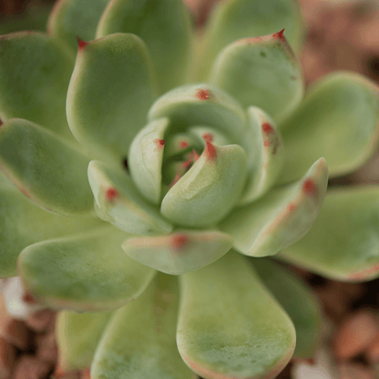Echeveria Mix Seeds - Plantflix