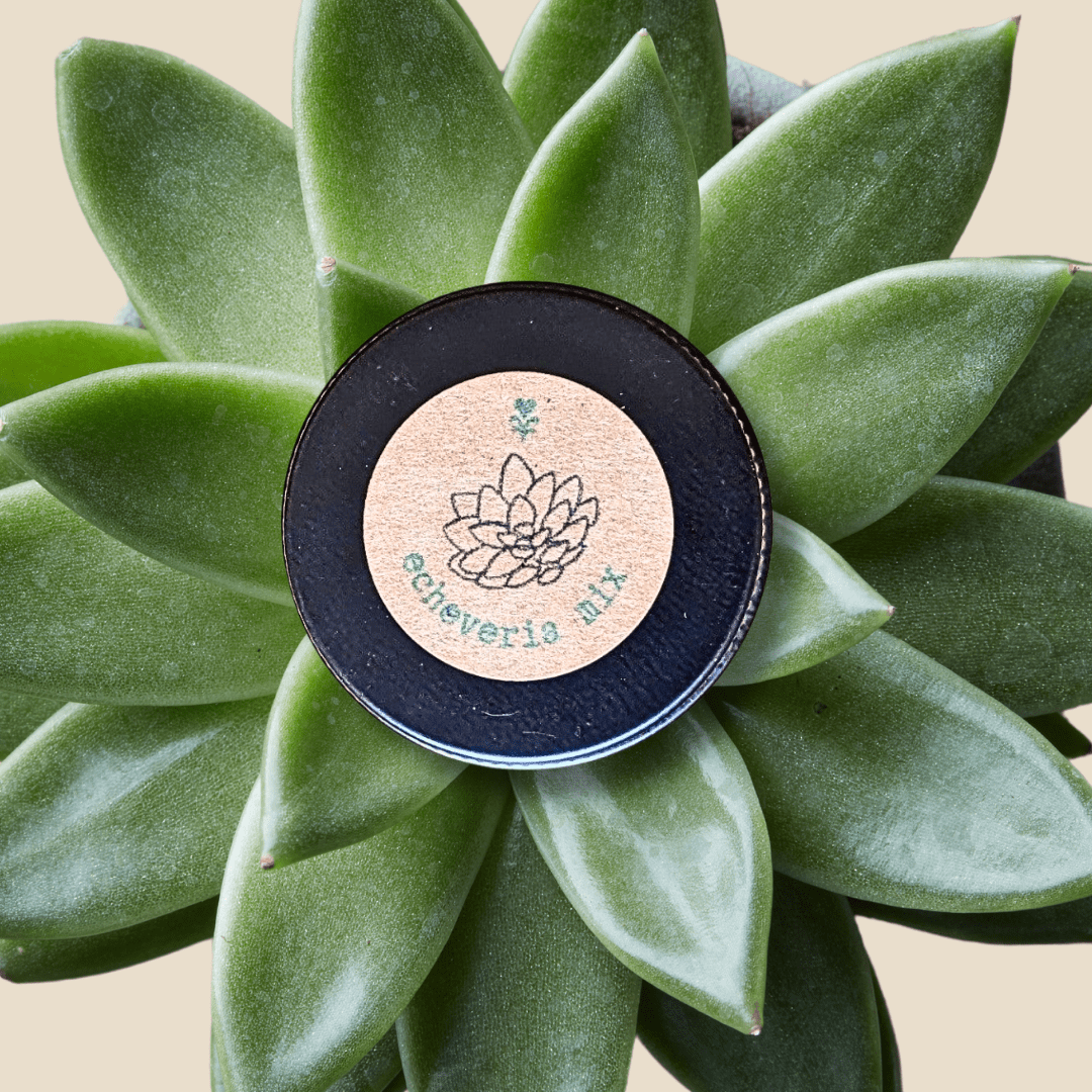 Echeveria Mix Seeds - Plantflix