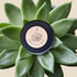 Echeveria Mix Seeds - Plantflix