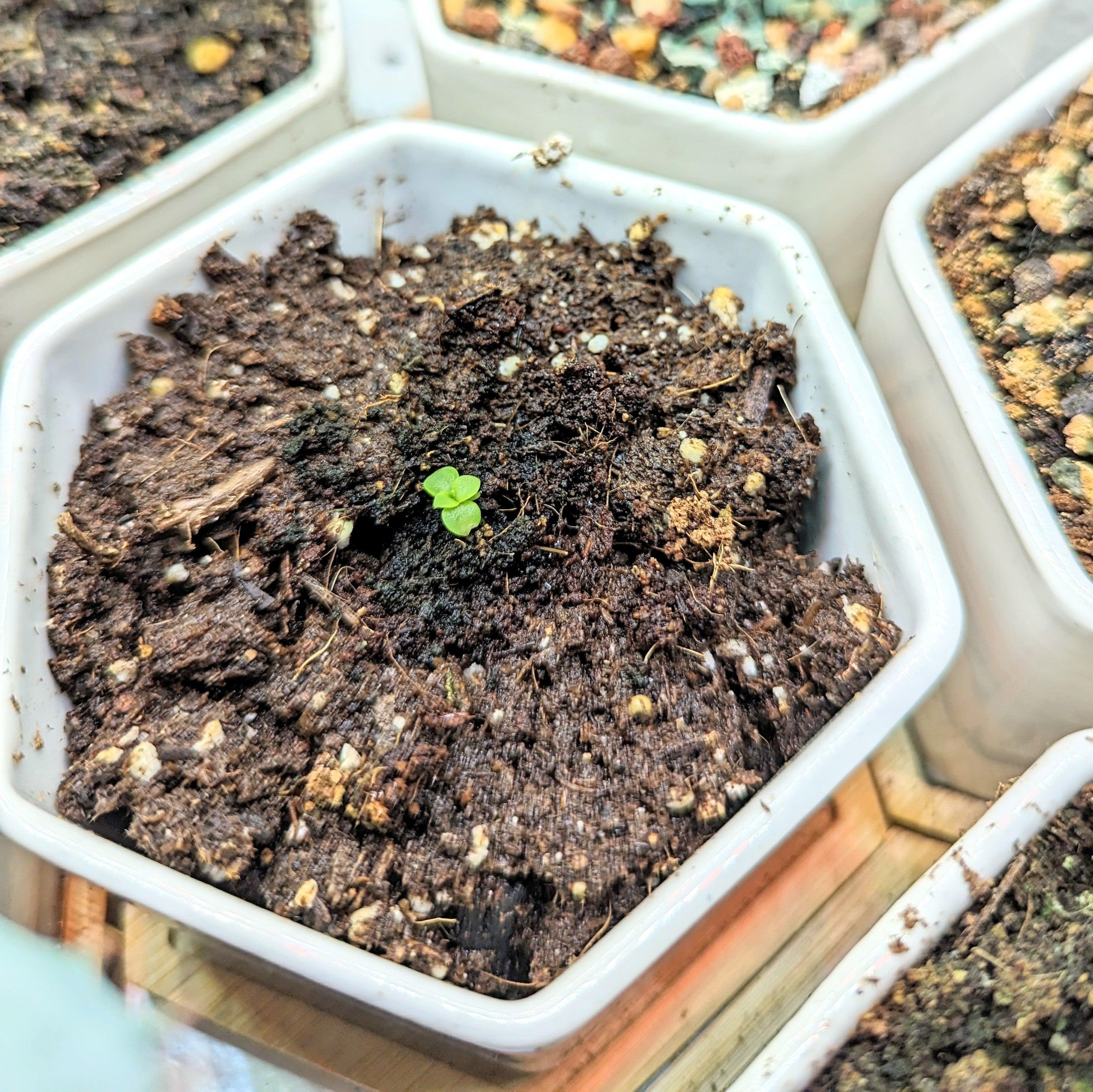 Echeveria Mix Seeds - Plantflix