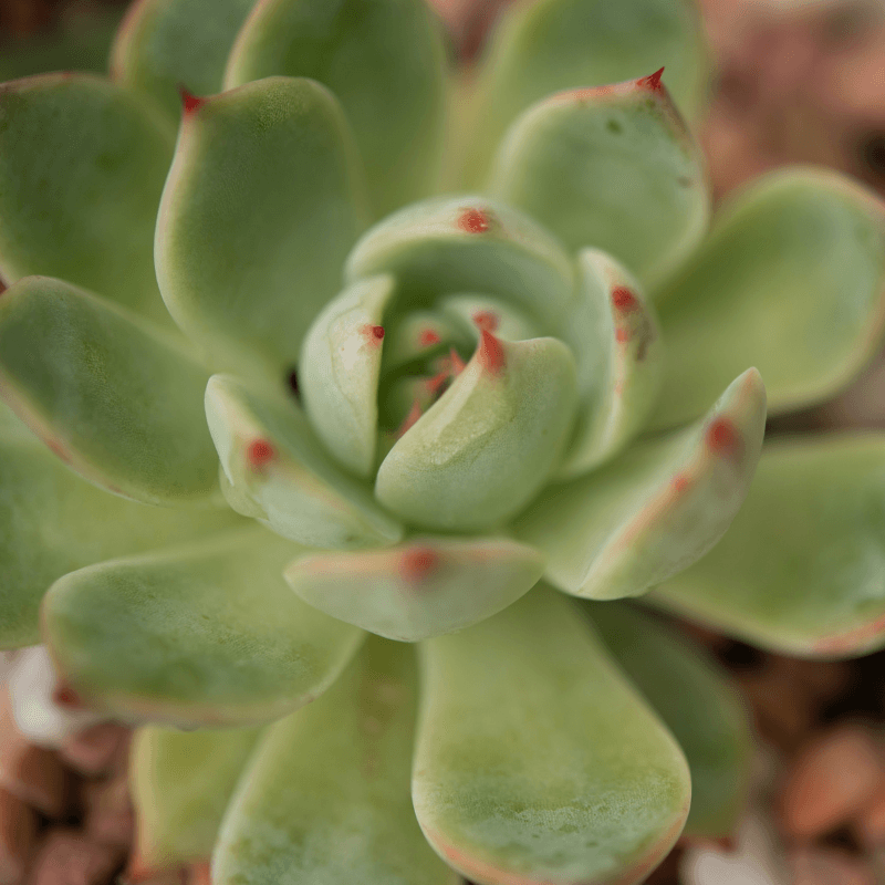 Echeveria Mix Seeds - Plantflix