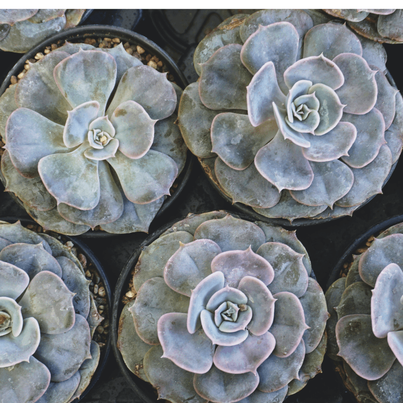 Echeveria Mix Seeds - Plantflix