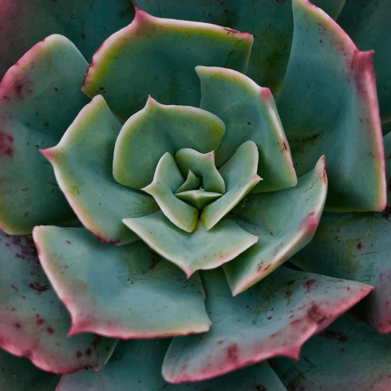 Echeveria Mix Seeds - Plantflix