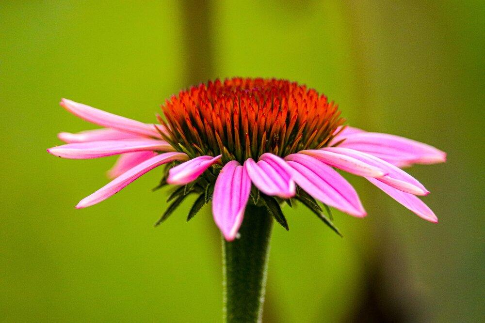 Echinacea Seeds - Plantflix