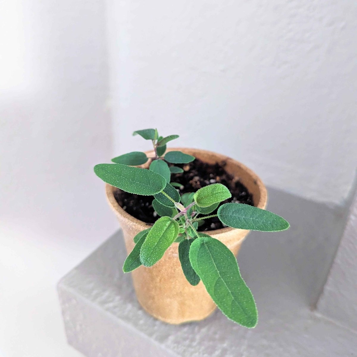 lemon eucalyptus plant indoor Eucalyptus Citriodora 'Lemon Eucalyptus' Seeds