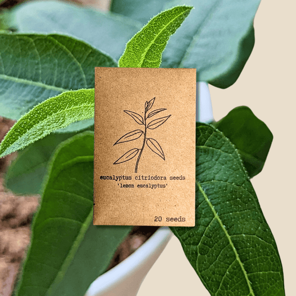 lemon eucalyptus plant indoor Eucalyptus Citriodora 'Lemon Eucalyptus' Seeds
