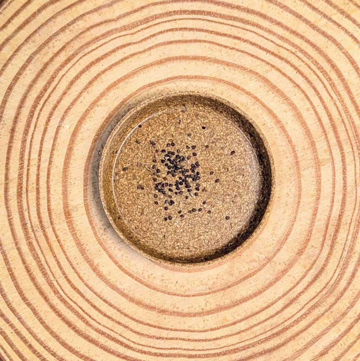 eucalyptus plant seeds for sale Eucalyptus Polyanthemos 'Silver Plate' Seeds – Plantflix