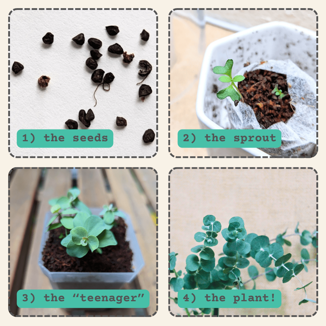 eucalyptus seeds for planting Eucalyptus Pulverulenta 'Baby Blue' Seeds
