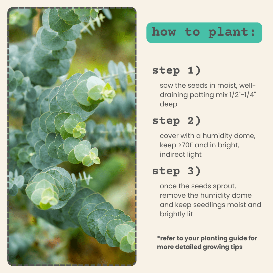 Eucalyptus Pulverulenta &